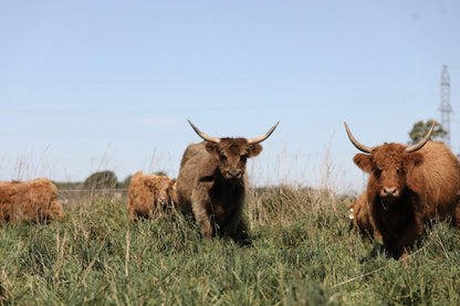 GRASS-FED + FINISHED HIGHLAND BEEF QUARTER (DEPOSIT)