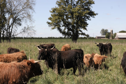 GRASS-FED + FINISHED HIGHLAND BEEF QUARTER (DEPOSIT)