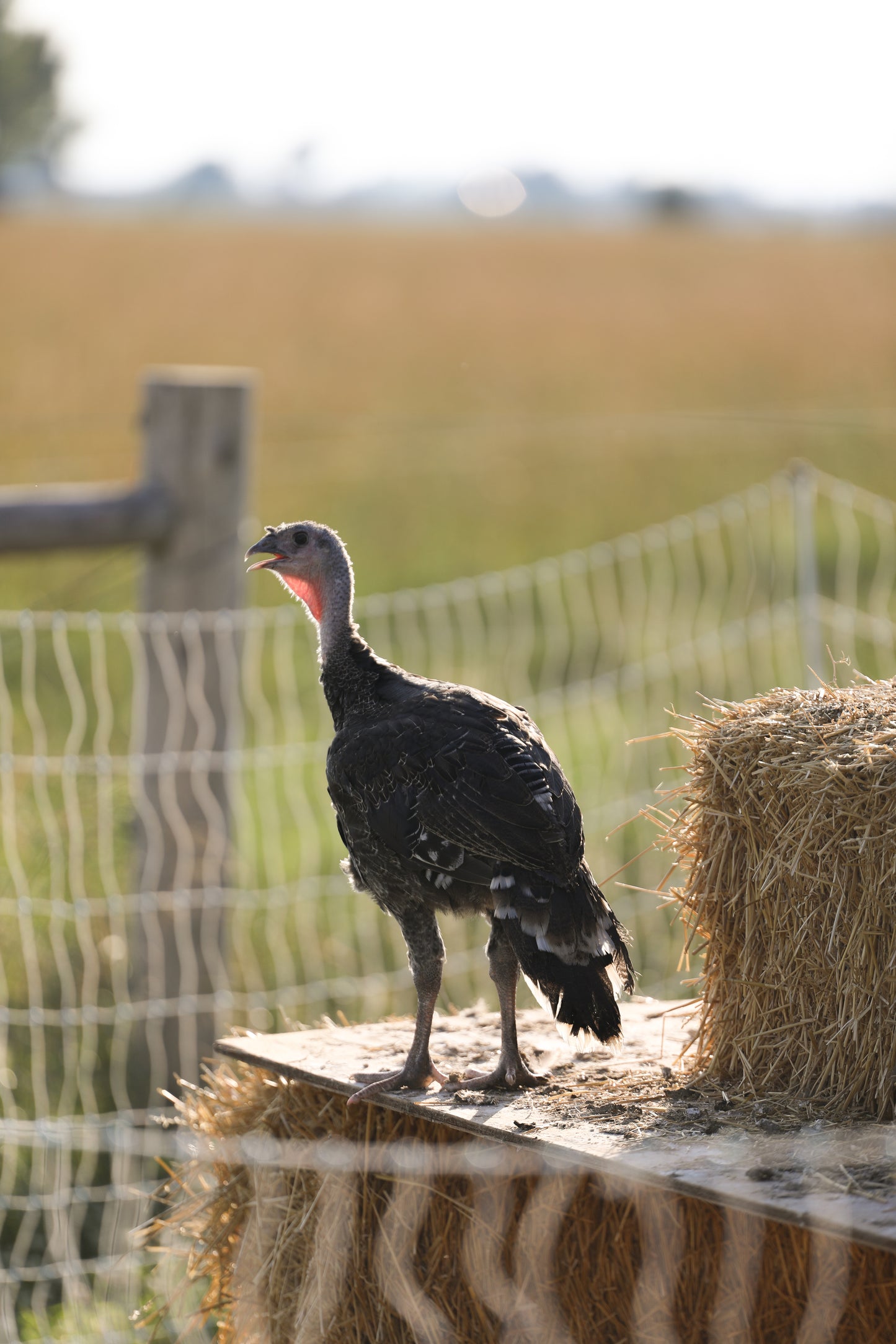 PASTURE RAISED WHOLE TURKEY