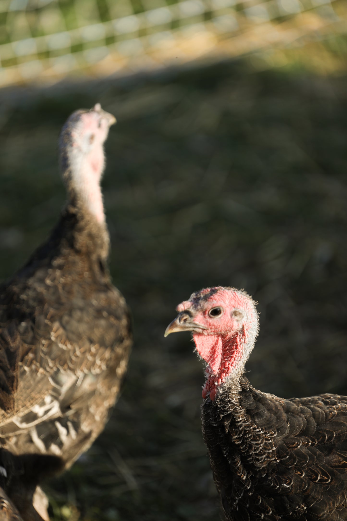 PASTURE RAISED WHOLE TURKEY