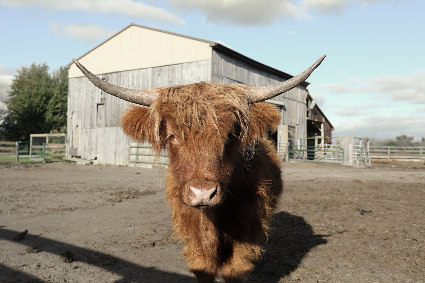 GRASS-FED + FINISHED HIGHLAND BEEF QUARTER (DEPOSIT)