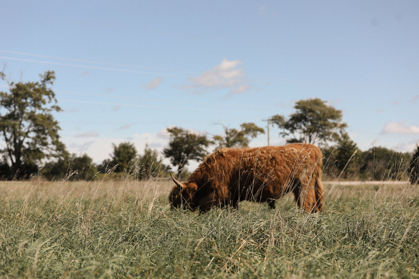 GRASS-FED + FINISHED HIGHLAND BEEF QUARTER (DEPOSIT)