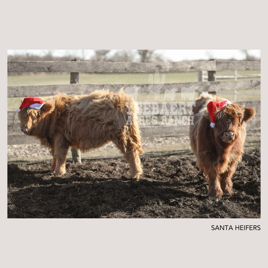 SANTA HEIFERS HOLIDAY PRINT