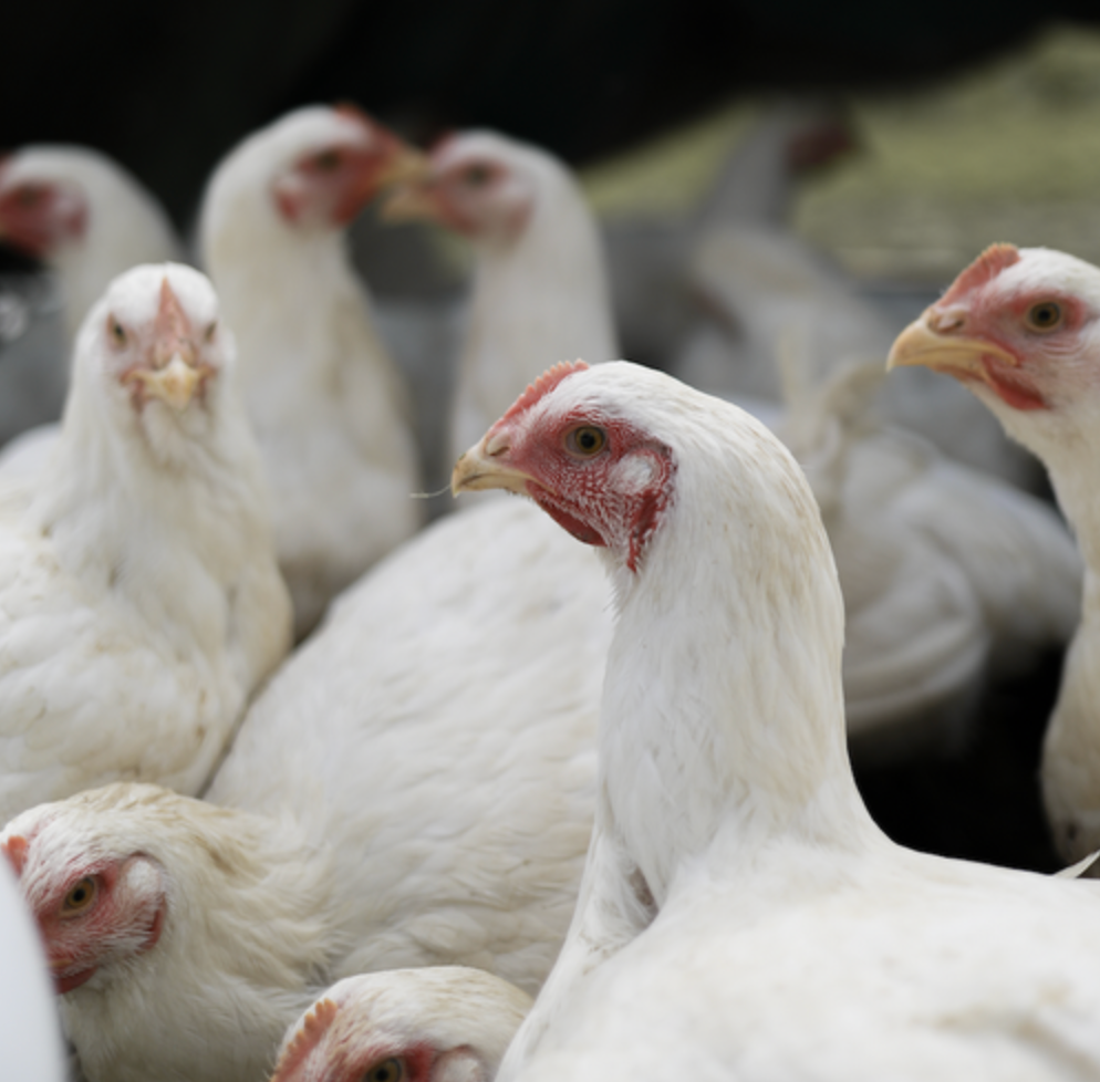 PASTURE RAISED WHOLE CHICKEN